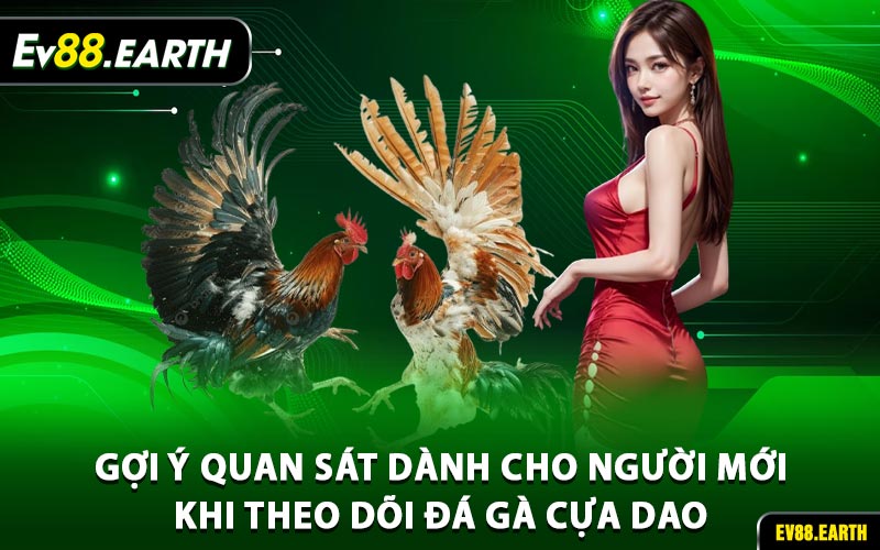 Gợi ý quan sát dành cho người mới khi theo dõi đá gà cựa dao